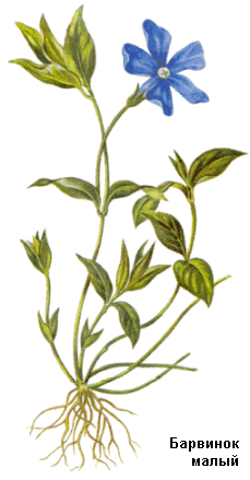 Барвинок малый, Трава барвинка малого, зеленка, грабная трава, могильник, Herba vincae minoris, Vinca minor L., Apocynaceae